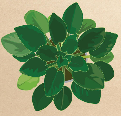 vector African violet