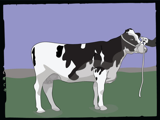 vector cow